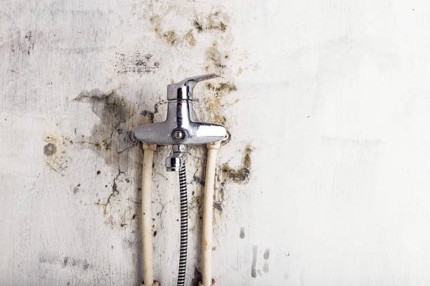 Best Preventive Mold Services in South Bradenton, FL