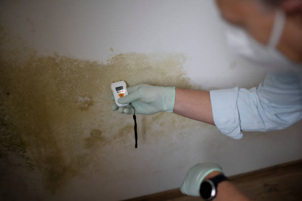 Best Mold Testing and Inspection Services in South Bradenton, FL