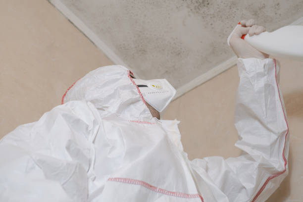 Professional Mold Remediation in South Bradenton, FL