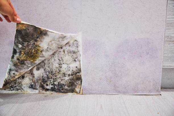 Best Post-Flood Mold Remediation in South Bradenton, FL